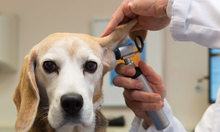 Cursos de auxiliar de veterinária online com certificado