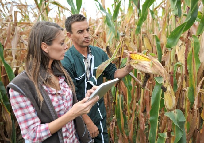 Curso de gestão agrícola à distância (com certificado)