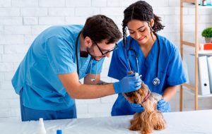 o que faz um auxiliar de veterinária