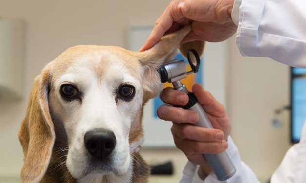 Cursos de auxiliar de veterinária online com certificado