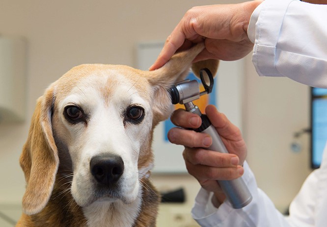 Cursos de auxiliar de veterinária online com certificado