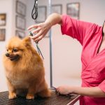 Curso de tosquia e grooming (cães e gatos)