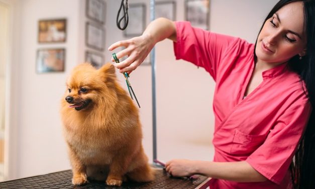 Curso de tosquia e grooming (cães e gatos)