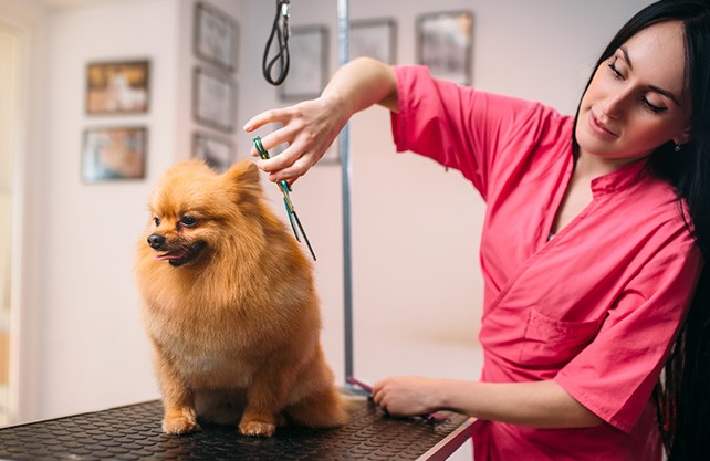Curso de tosquia e grooming (cães e gatos)