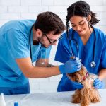 O Que Faz um Auxiliar de Veterinária? Guia Completo sobre a Profissão