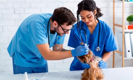 O Que Faz um Auxiliar de Veterinária? Guia Completo sobre a Profissão